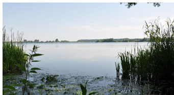 Blick ins Schilf bei Daemmerung